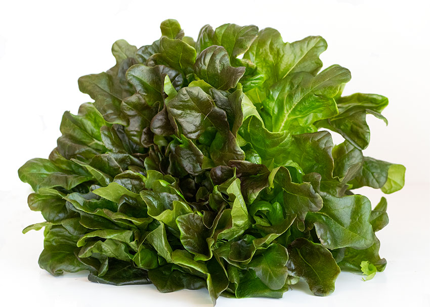 Red Oak Leaf Lettuce Flavor Profile