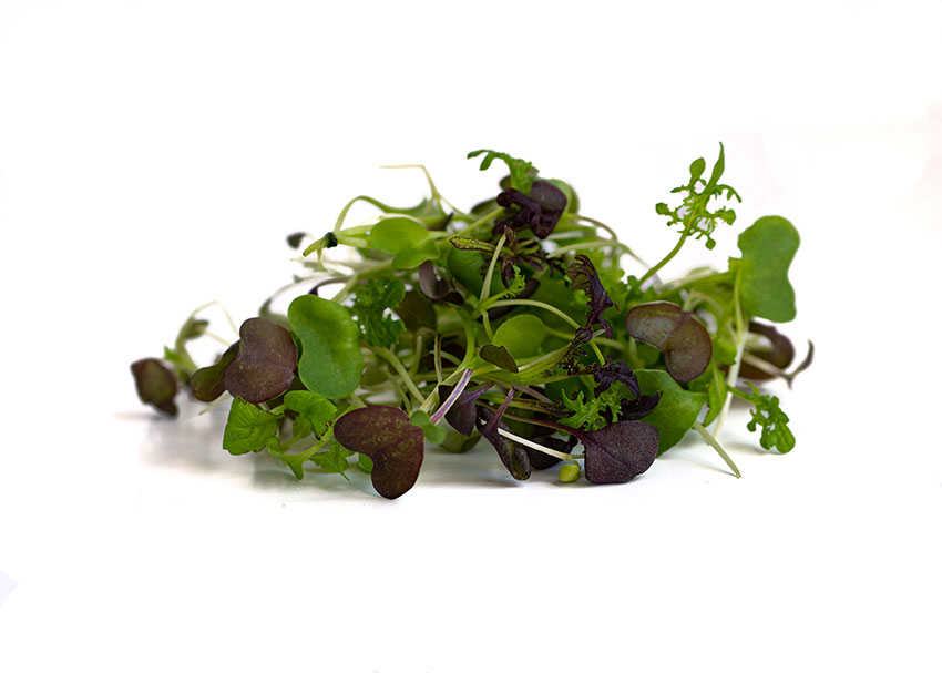 A colorful mix of mustard greens, our Spicy Mix delivers a sharp, spicy flavor to your microgreens recipes. 