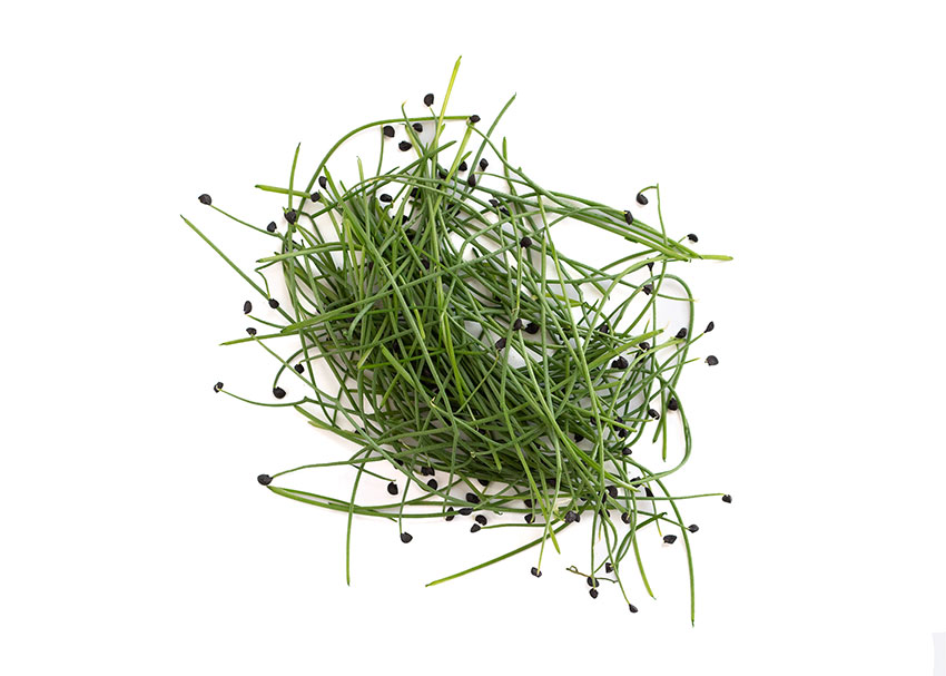 How Long Do Scallion Microgreens Last After Harvest